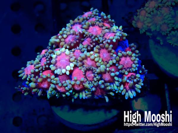 HIGHMOOSHI ハナガサ SPツートン N202680 ¥77start