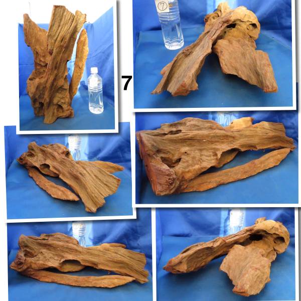 ★流木　マングローブ　７　M　大型！　44cm★