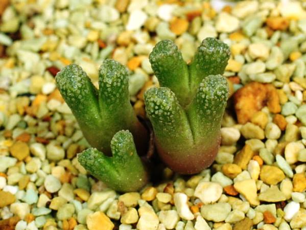 多肉植物　コノフィツム　レコンディツム　TS445