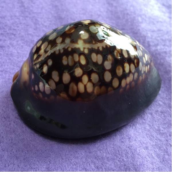 貝標本 ハチジョウダカラ 74 科学 自然 売買されたオークション情報 Yahooの商品情報をアーカイブ公開 オークファン Aucfan Com