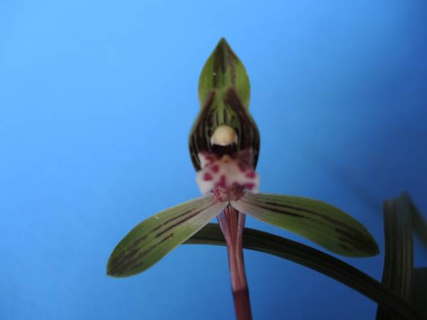 ★★日本春蘭・水彩花【仮名・未来】３本・花1★★