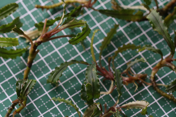 ☆送料無料15株ブセファランドラ sp. velvet medusa_1