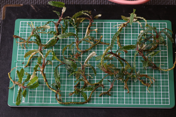 ☆送料無料15株ブセファランドラ sp. velvet medusa_2