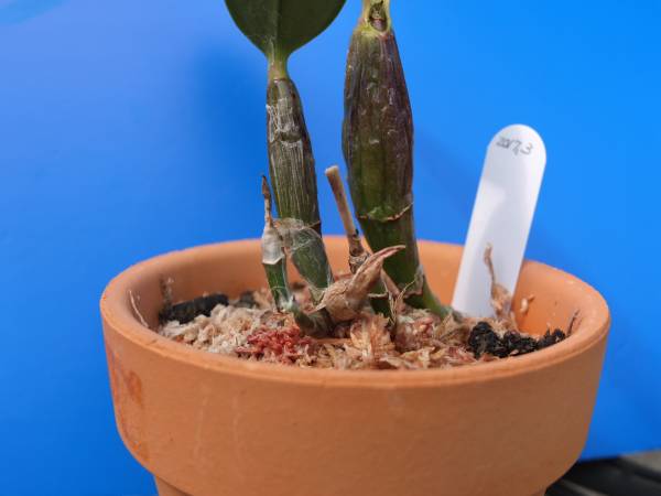 洋蘭原種カトレアC walkeriana rubra Tardo(4.0) O-8 洋ランカトレア