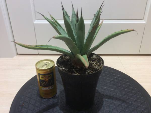 アガベ　マクロアカンサ　W約２８センチ　【 即決 】