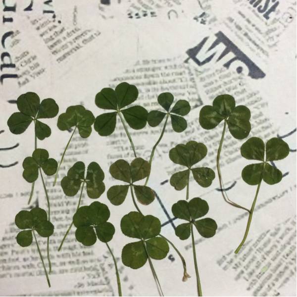 手摘み 四つ葉 クローバー 押し花_1