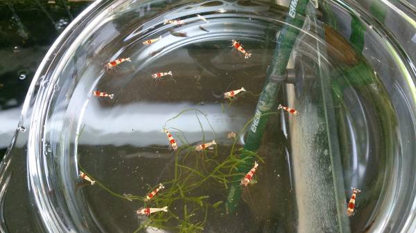 ☆エビッス☆画像の水槽より１０匹_1