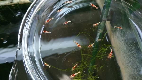 ☆エビッス☆画像の水槽より１０匹_2