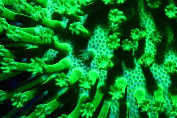 【DEN】最高峰!!ウミキノコフルメタベタグリーン沖縄産