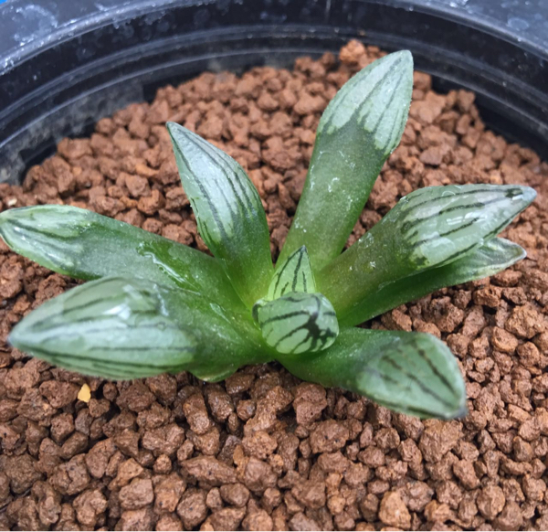 （≧∇≦）多肉植物 ハオルチア ISIアトロフスカ ミュータント TC