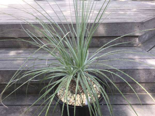 ★実生　３ヘッド　大株プヤ・セルーレア ／puya coerulea　13号鉢 ☆実生 3ヘッド 大株プヤ・セルーレア ／puya coerulea 13号鉢 実生