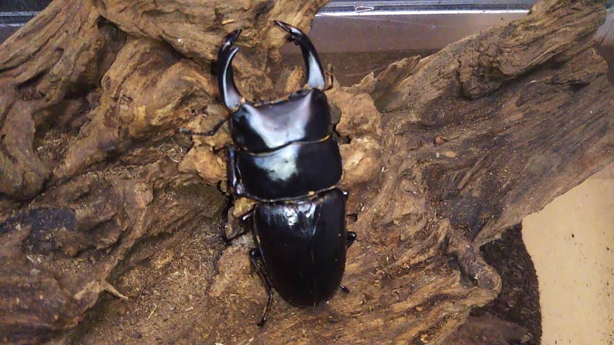 ★ 能勢YG血統 ♂82mm YG8番ライン系 新生虫 オオクワガタ　★_1