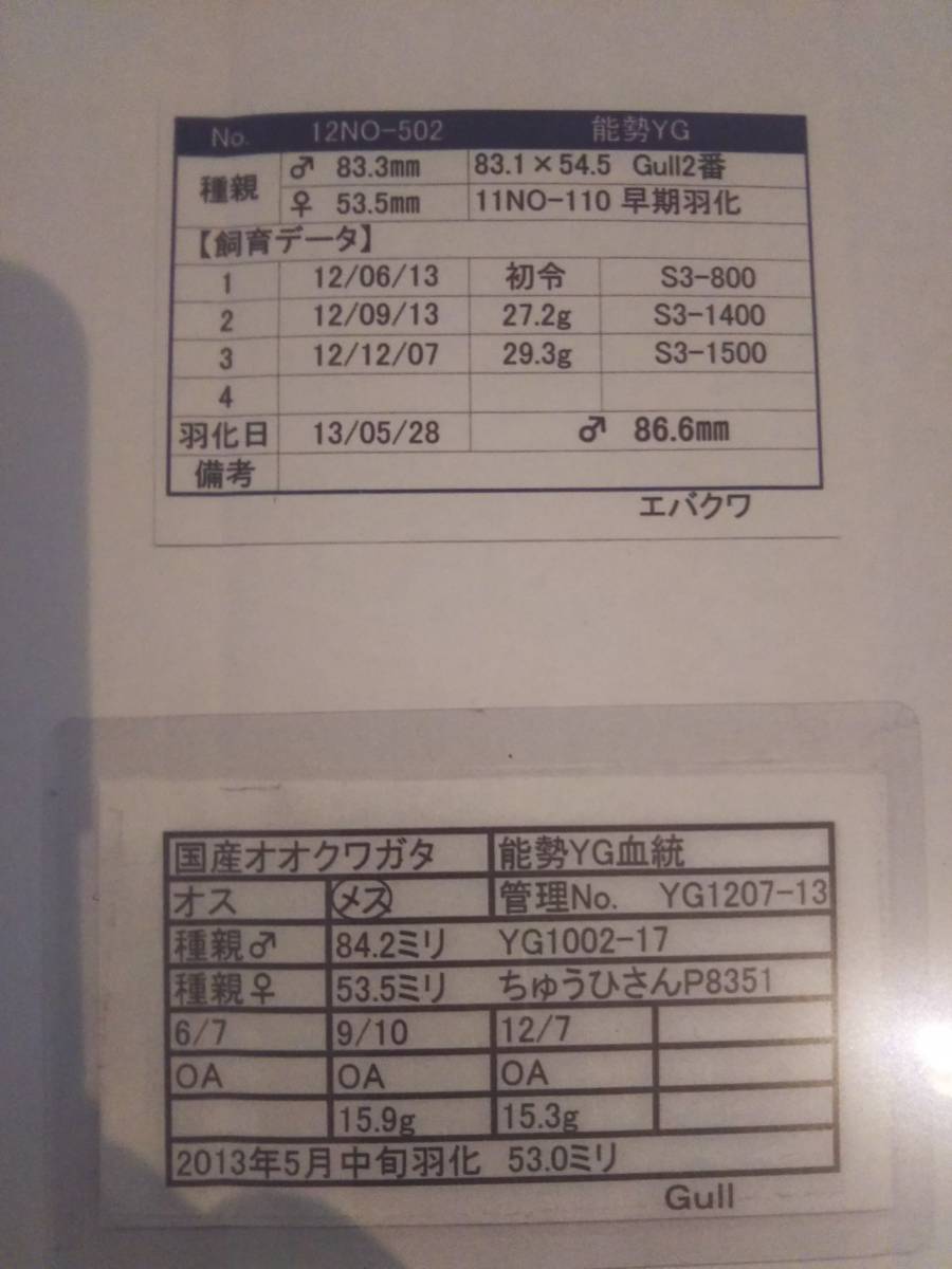 ★ 能勢YG血統 ♂82mm YG8番ライン系 新生虫 オオクワガタ　★_2