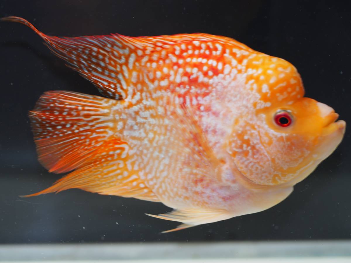 Yahoo!オークション - 「フラワーホーン」魚類、水生生物の落札 