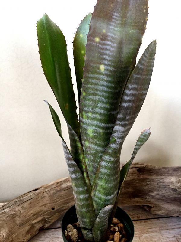 【Frontier Plants】【現品】ビルベルギア・ボブ Billbergia Bob (‘R. L. Frasier’ ×’Domingos Martins’)　ブロメリア