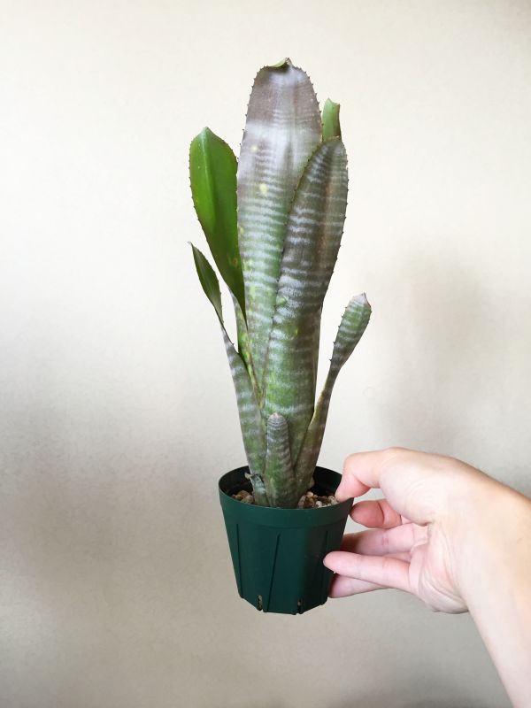 【Frontier Plants】【現品】ビルベルギア・ボブ Billbergia Bob (‘R. L. Frasier’ ×’Domingos Martins’)　ブロメリア