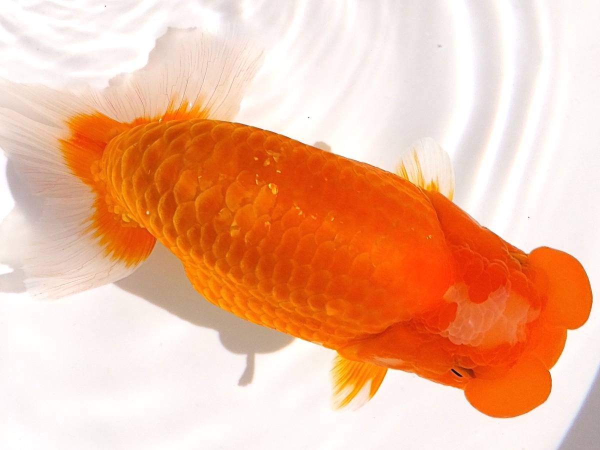 ◆　超フンタン系・特上種物・当歳魚　◆　15cm雌 ◆　O-6　◆