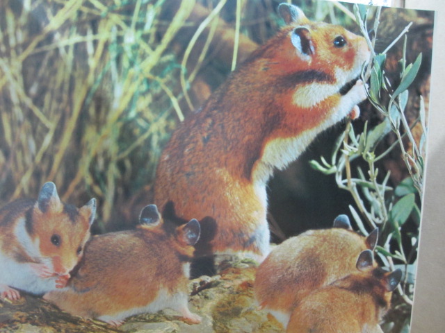 アニマルライフ 動物の大世界百科 全13冊揃(百科事典)｜売買された