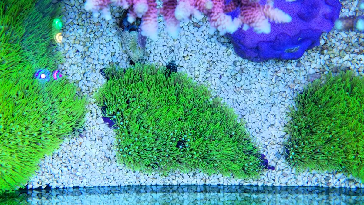 ☆★スターポリプ　ロングポリプフルメタグリーン！A★☆　