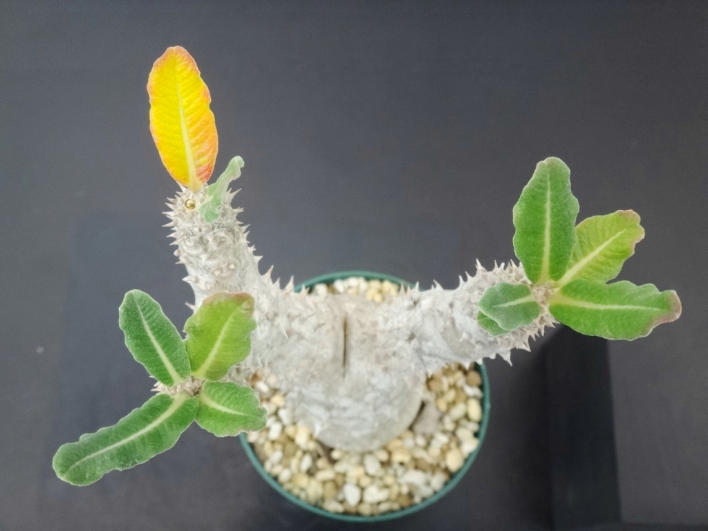 TGH128本年はありがとうございました。来年から少しずつですがいろいろと展開していきたいと思います。