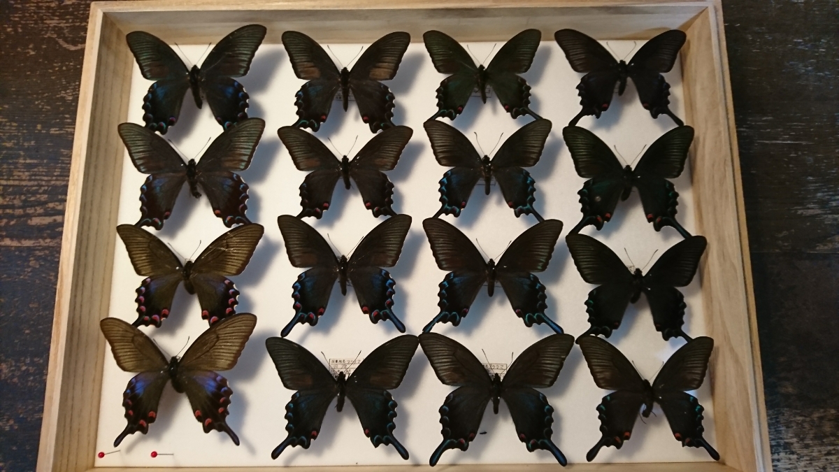 蝶 蝶 標本 カラスアゲハ（中古） 標本 カラスアゲハ 中古 ドイツ箱