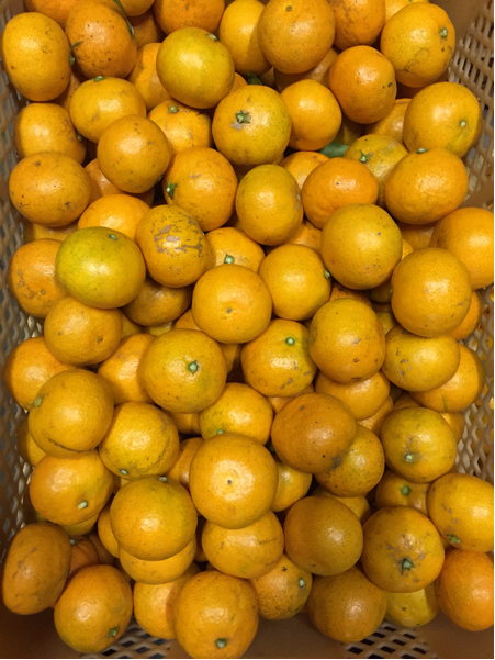 農家直送。農薬無使用小玉ミカン。９キロ。_1