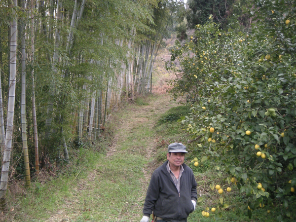 農家直送。農薬無使用小玉ミカン。９キロ。_3