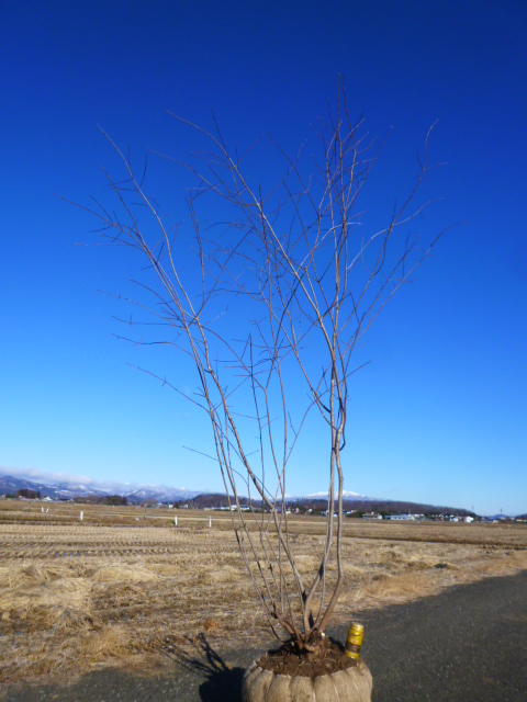 ツリバナ ◇◇ツリバナ 株立 山取 ◇◇33