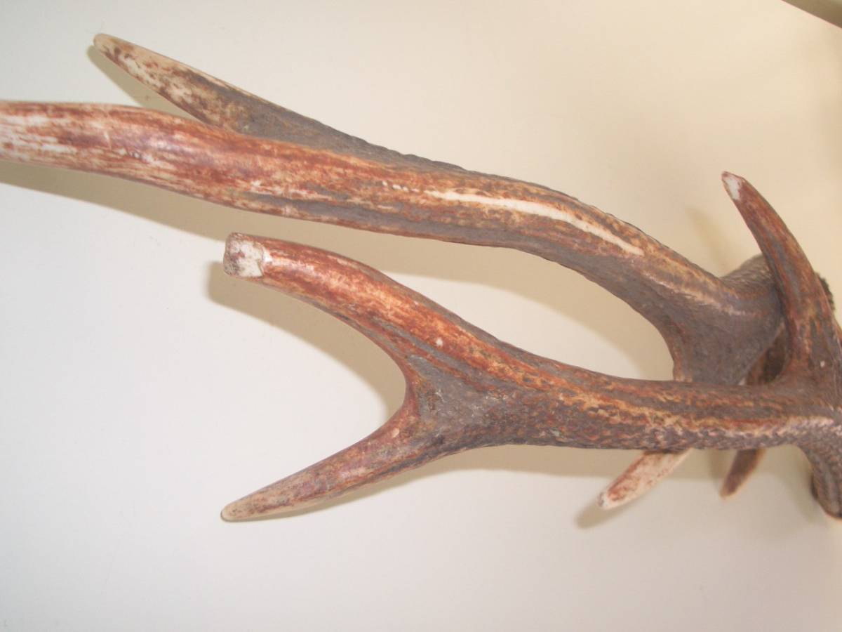 鹿の角　一対　滋賀県産　狩猟角