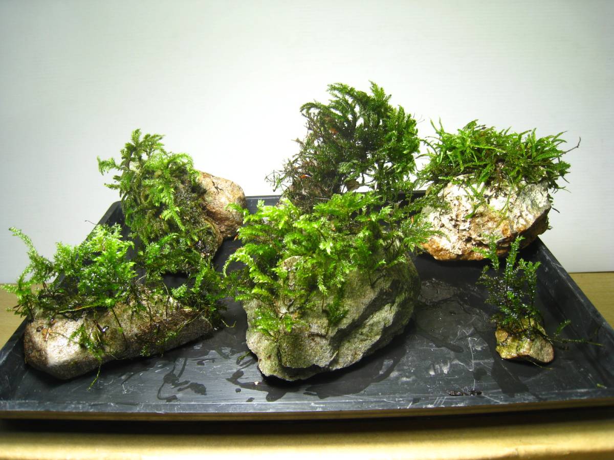 コケ植物 可愛い苔石達 6個 コケ石 コケリウム テラリウム 盆栽 山野草 着生ラン シダ イ-9(その他)｜売買されたオークション情報 ...