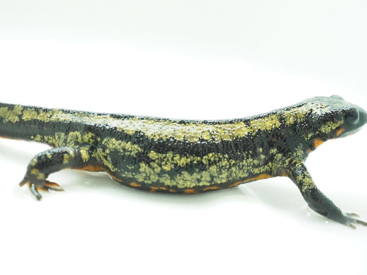 オキナワシリケンイモリ 全身金箔個体 トリオ(イモリ、サラマンダー 