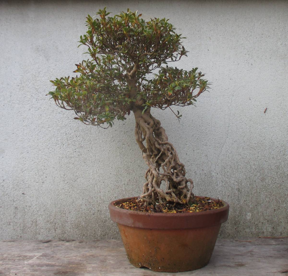 さつき盆栽 鉢 小品 - 根上り ◇山の光◇ 14cm さつき盆栽楠玉 