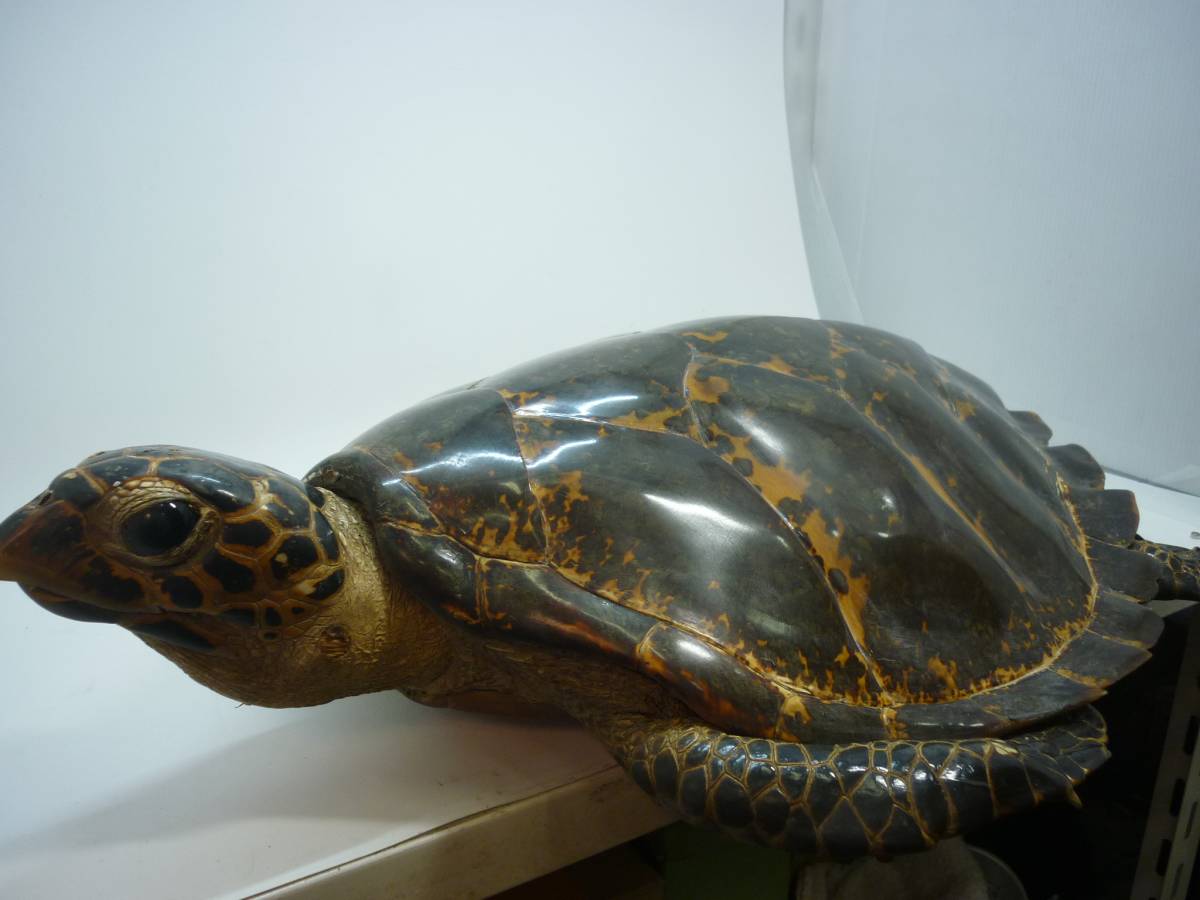 剥製 タイマイ ウミガメ 亀 鼈甲 べっ甲 国際希少野生動植物種登録票有 