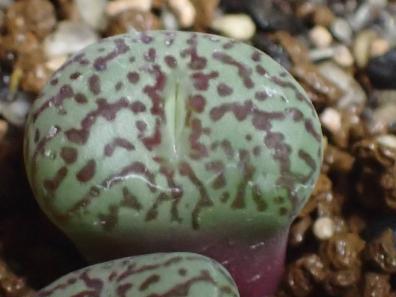 コノフィツム　ウィッテベルゲンセ　腰赤濃赤紋　メセン　Conophytum wittebergense