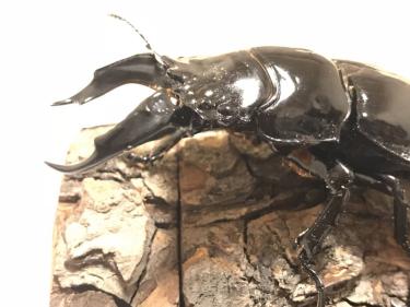 レギウス オオツヤクワガタ ♂80mm単品 ストレート系 | LENSAR.COM