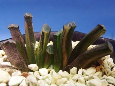 サボテン 多肉植物 16 ハオルチア 玉扇錦 夕映 極上斑