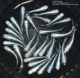 【水紅mizubeni】　極上鉄仮面　青幹之(フルボディ)計30匹