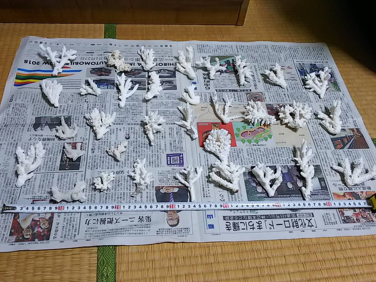 サンゴ 5個セット サンゴサービス を買うならアクアスタイルユー 海水 