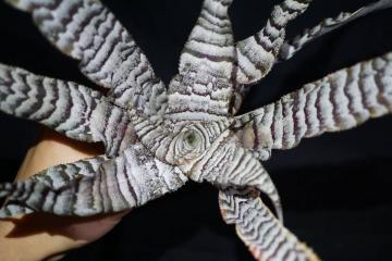 Cryptanthus 'Absolute Zero' クリプタンサス　ブロメリア　