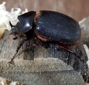 ムニスゼッチヘラヅノカブト 初令幼虫６頭