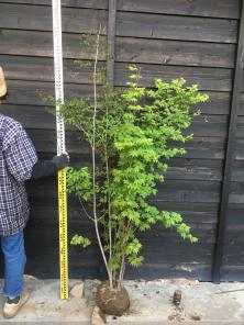 苗木・植木 山採り天然 アオダモ コハウチワカエデ混合株