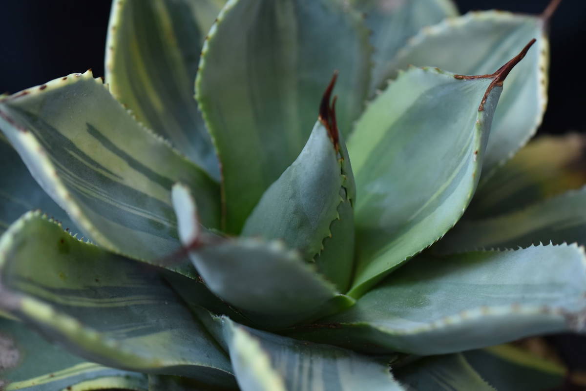 アガベ パリー トルンカータ ライムストリーク Agave parryi var アガベ パリー トルンカータ ライムストリーク Agave parryi var