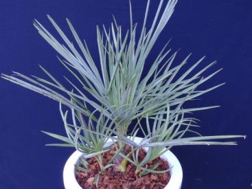チャメロプス　セリフェラ　8号鉢つき　③ チャメロプス セリフェラ G 8号鉢 Chamaerops humilis var. cerifera
