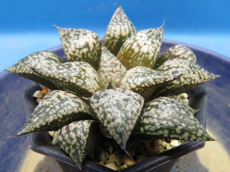 サボテン 多肉植物 58 ハオルチア ピクタ 青木実生27