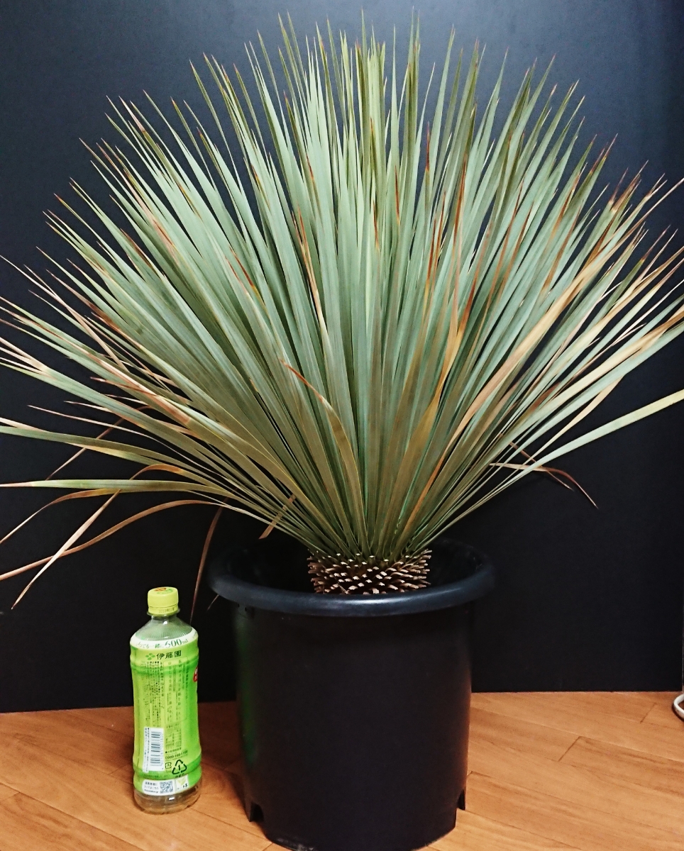 Yucca Rostrataユッカロストラータ② ユッカ ロストラータ Hybrid