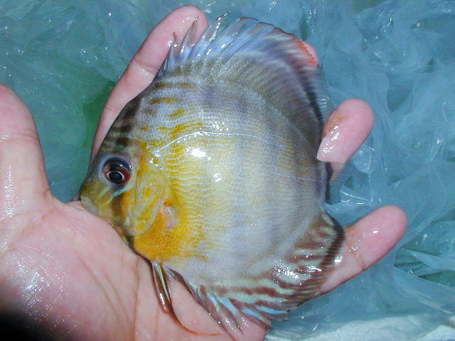 【八代海洋】 新着原種 ロイヤルブルー＆レッド・マナカプル（食欲旺盛とても元気！）Ｄ