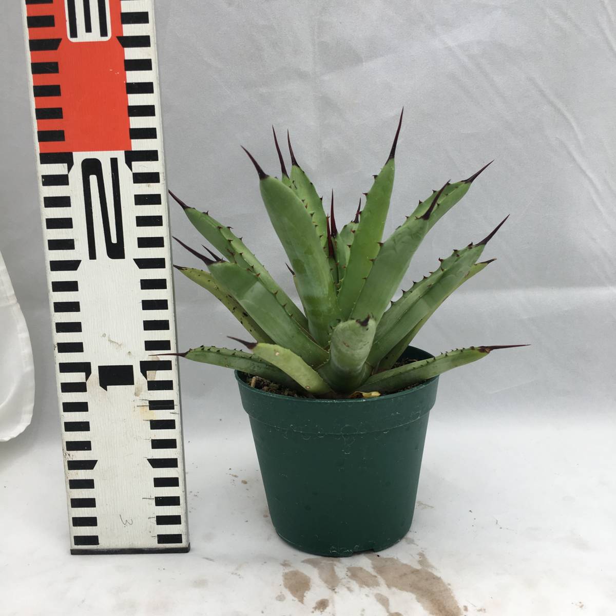 アガベ・マクロアカンサ / Agave macroacantha 多肉植物 観葉植物