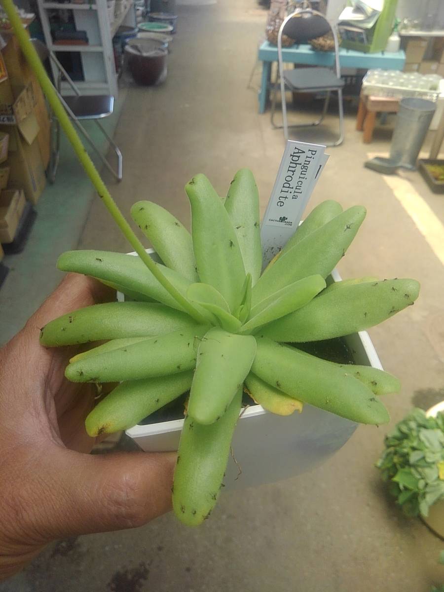 食虫植物 ムシトリスミレ ピンギキュラ アフロディーテ Pinguicula Aphrodite 観葉植物 売買されたオークション情報 Yahooの商品情報をアーカイブ公開 オークファン Aucfan Com