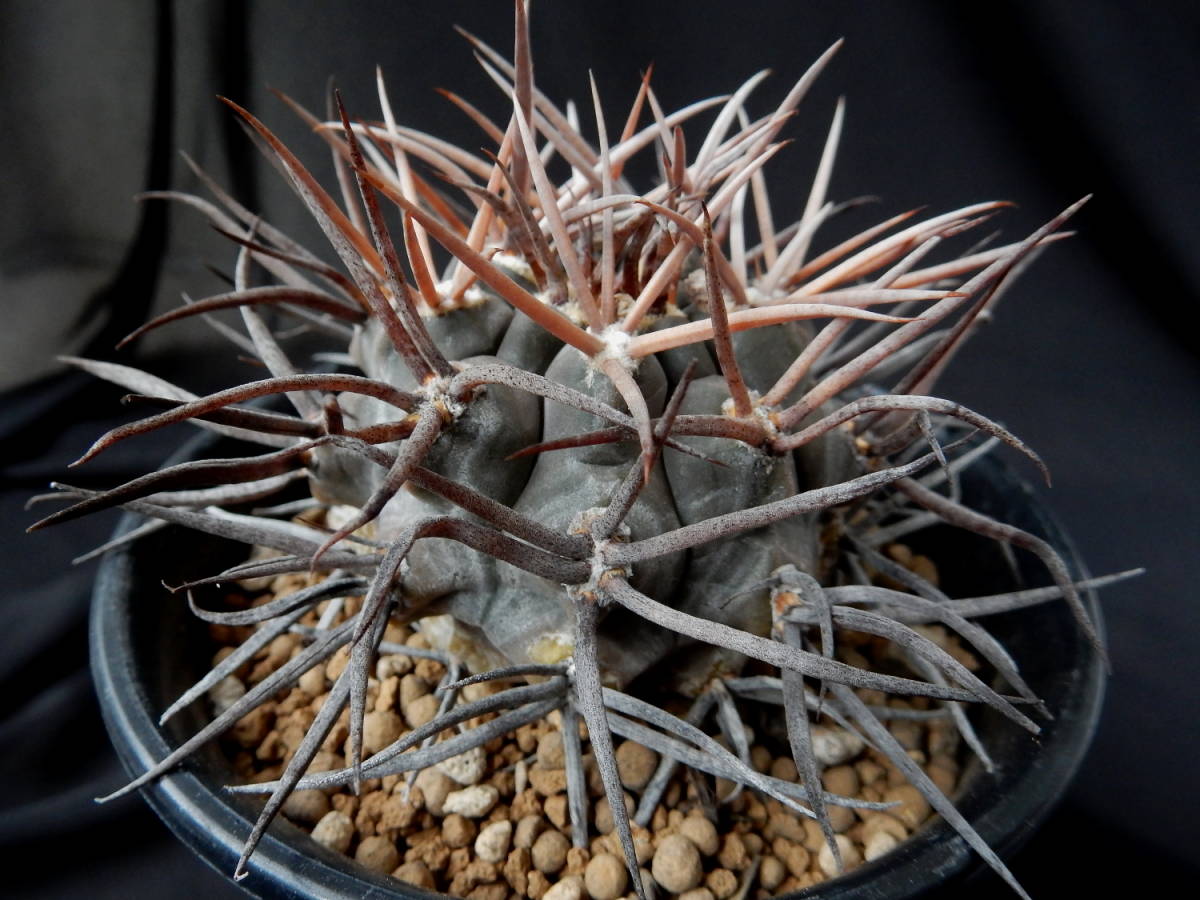 2026年最新守金魔天竜の人気アイテム - メルカリ 守金魔