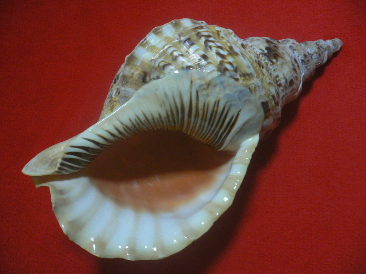 ☆沖縄の法螺貝☆No7☆ほら貝☆ホラガイ☆36.5cm・1080g☆ 2026